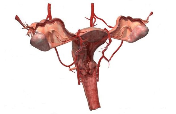ragioni per lo sviluppo delle vene varicose della piccola pelvi