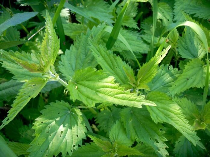 L’ortica è un rimedio efficace per il trattamento delle vene varicose nelle fasi iniziali